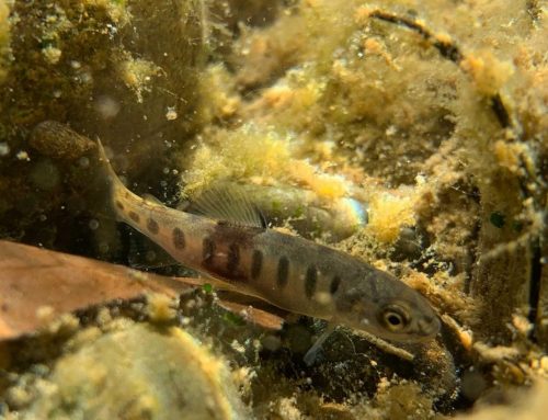 Salmonids in the Side Channels